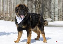 We did not find results for: Leonberger Bernese Mix Leonberger Dog Love Dog Wolf