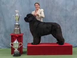 Contact newfoundland newfoundland breeders near you using our free newfoundland breeder search tool below! The Newfoundland Club Homepage