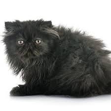 Unlike most other cats, they love to splash in the water. 11 Black Cat Breeds Bombay Japanese Bobtail And More