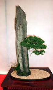 Ishitsuki Arvore Sobre Rocha Floresta De Bonsai Plantas Bonsai E Jardim Bonsai