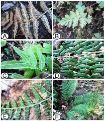 Image result for Cheilanthes schimperi