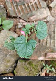 Image result for Kedrostis