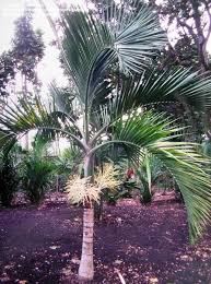 Image result for Hyophorbe indica