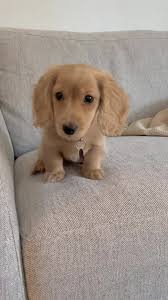 Long Haired Blonde Dachshund