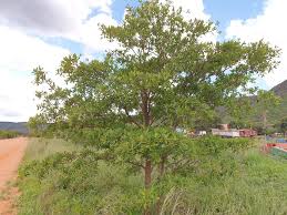 Image result for Terminalia brachystemma