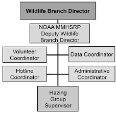 Hazing Group Organizational Chart Download Scientific Diagram