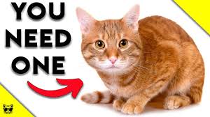 But still, parents want a unique cat name for a. 100 Orange Cat Names Ideas For Friendly Mellow Cats Excited Cats