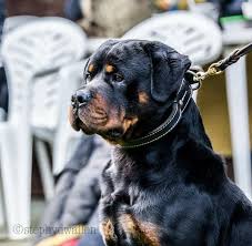 U4n is your best d3 pets seller with 24x7 online service and fast delivery! Diablo 3 Years Old Rottweiler Rottweiler From Netherland Credit Mikeummels1995 In 2020 Rottweiler Rottweiler Lovers Rottweiler Love