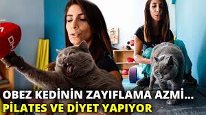 Obez Kedinin Zayiflama Azmi Pilates Ve Diyet Yapiyor Youtube