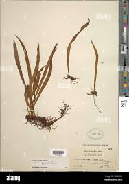 Image result for Loxogramme