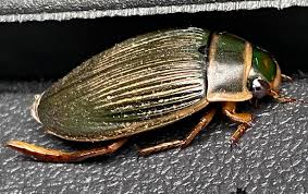 Image result for Dyschoriste multicaulis