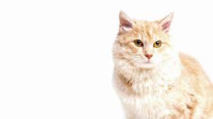 Check spelling or type a new query. Bukan Cuma Stres Ini Daftar Penyebab Bulu Kucing Rontok Dan Cara Mengatasinya Tribun Jakarta
