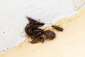 ohrenkneifer gefahrlich oder nutzlich selbermachen de