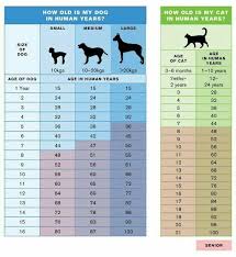 Pin By Jen Carter On Pets Dogs Dog Cat Cat Ages