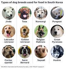 Both have provided services and companionship to humans for many centuries. South Koreans Eat More Than 2 Million Dogs Every Year But That S Changing