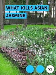 11 how often do you water jasmine plant? Pin On Pests Weeds Problems