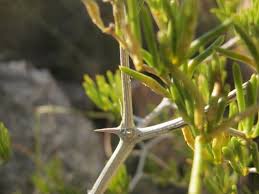 Image result for Asparagus krebsianus