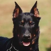 Browse 640 puppies for sale. Puppyfind Beauceron Puppies For Sale