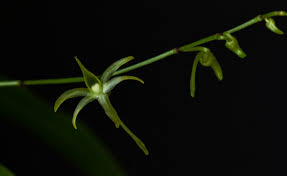 Image result for Angraecum calceolus