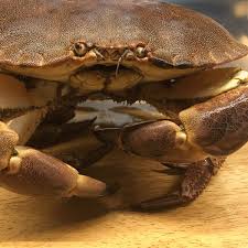 1 buey de mar o una centolla de 600 gr. Comprar Buey De Mar Fresco Gallego Mariscos Delmaralplato