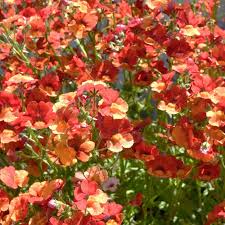 Image result for Nemesia zimbabwensis
