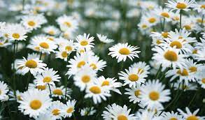 Check spelling or type a new query. 100 Gambar Bunga Berbagai Jenis Yang Indah Cantik Mahal Dan Langka Kozio Com