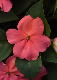 Image result for Impatiens stuhlmannii