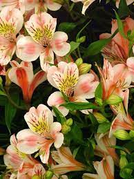 Sunny Rebecca Alstromeria Flowers By Category Sierra Flower Finder Peach Flowers Alstroemeria Garden Flower Beds