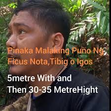 Isa sa Pinaka Malaking Puno Ng Ficus Nota, Tibig o Igos Dito sa Pilipinas