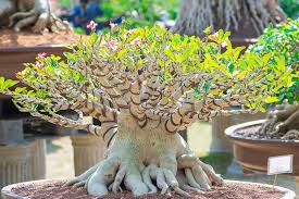 Image result for Adenium