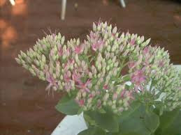 I got the idea for this when i was in poland and i went to a war memorial. Close Up Of Sedum Sedum Purpureum Sedum Purpureum F Crassulaceae Some People Call Them Never Dies Some People Call Them Never Dies Live Sedum Plants Garden