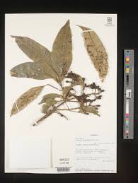 Image result for Vepris allenii