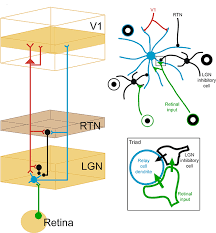 Relay neurones are only found in the brain, visual system and spinal cord. Figure 3 Lgn Circuits Left Schematic Efferent Local Connections And Oxford Research Encyclopedia Of Neuroscience