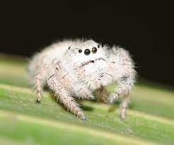 Meet The Cute Spider That Looks Like A Stuffed Animal Featured Creature Discover Unique Animals Jumping Spider Spider Pictures Cute Animals