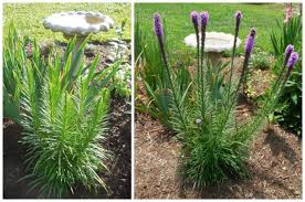 We did not find results for: 13 Tips For Growing Liatris Attract Bees Like A Magnet