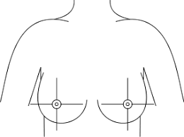 • upper outer (superolateral) quadrant • upper inner (superomedial) quadrant • lower. File Breast Quadrants Svg Wikimedia Commons