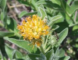 Image result for Cephalocroton mollis