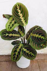 Pin On Plants
