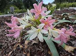 Image result for Ammocharis