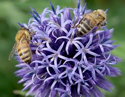 See more ideas about native plants, plants, michigan. Gardening For Pollinators Smart Plants To Support Pollinators Gardening In Michigan