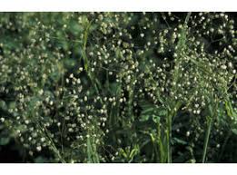 Image result for Briza minor