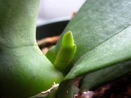 Once the spike has begun to grow, at least a couple inches long, it is time to secure it to the stake. How To Identify A New Orchid Root Vs Flower Spike Brooklyn Orchids