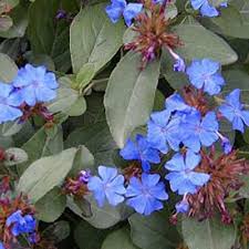 Image result for Frommia ceratophylloides