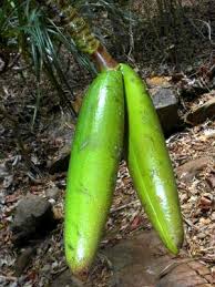 Image result for Pachycarpus firmus