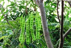 See full list on pakdosen.co.id Apa Itu Monokotil Dan Apa Itu Dikotil Kutanam