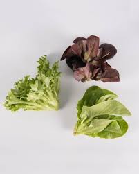 Shop with afterpay on eligible items. Mixed Lettuce Best Of The Day S Flavorful Lettuce Harvest The Chef S Garden