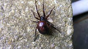 Courtship begins when males go out in search of receptive females. False Widow Spider The Wildlife Trusts