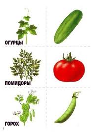 Pin By Ilona Havelkova On Ovoce A Zelenina Biology Plants Plant Lap Book Vegetable Crafts