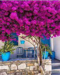 The British Capital Has Become Gastronomy Youll Find All Types Of Food From The Most Modest Street Cuisine To Bougainvillea Beautiful Flowers Planting Flowers