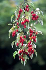 Maybe you would like to learn more about one of these? Fruit Bodhi Fruit Berries With Nature Free Pictures Free Image From Needpix Com